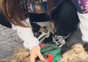 C0801015_dog then forgot pain of losing his mother lived life…