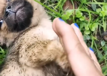 C0801016_Rescued an orphan dog was dying of hunger thirst on grass…