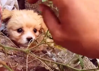 C0801017_Rescue puppy #rescue #rescuedog #rescueanima…