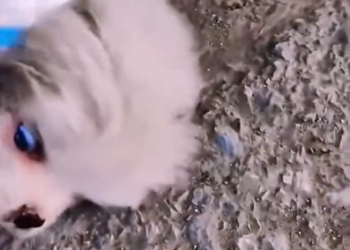 C0801018_Rescue puppy on road #rescue #rescueanimals…