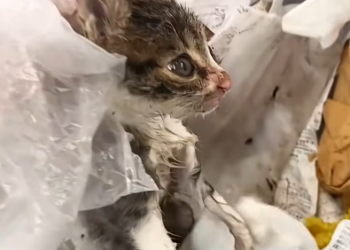 C0801020_Rescue baby cat #rescue #rescuecat #rescuekitte…