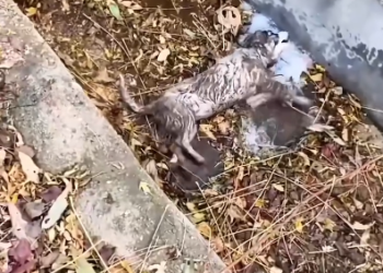 C0801021_Rescue dog #rescue #rescuedog #rescue…