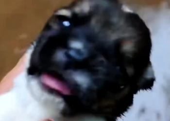 C0801022_Man revives baby dog abandoned in landfill