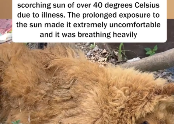 C0801025_prayed he could pull himself together. #puppy #dog #lovesto…