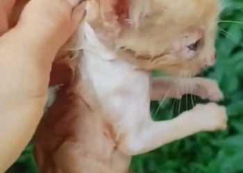 C0801027_Found kitten was in cold condition.#savekittens #kittenrescue #cat